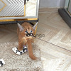 Beautiful caracal kittens are available 3