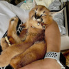 Beautiful caracal kittens are available 4