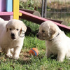 Golden Retriever mâle et femelle 2