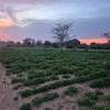 Ferme agricole à vendre à Mbissel Sénégal 3