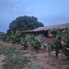 Ferme agricole à vendre à Mbissel Sénégal 4