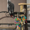 Offre perroquet gris de gabon