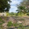 Terrain agricole de 1 hectare à vendre à Notto Sn 4
