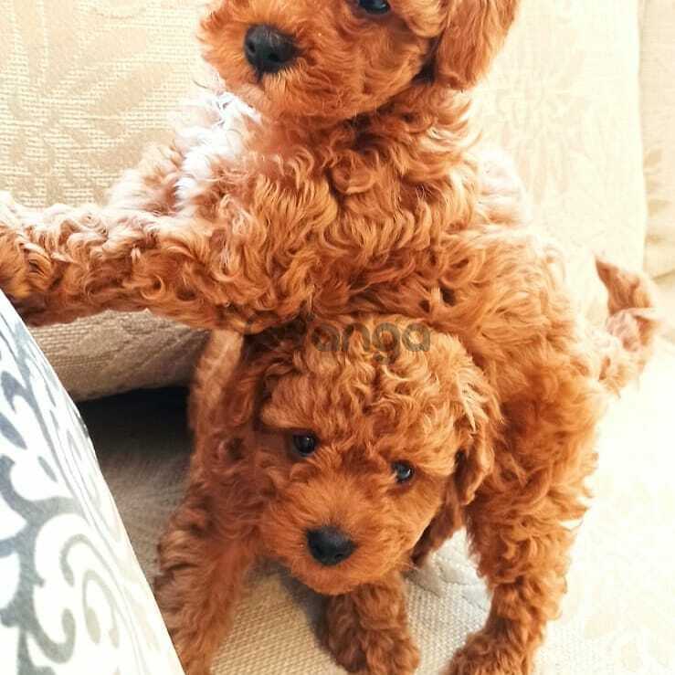 Мини Пудель Фото И Цена