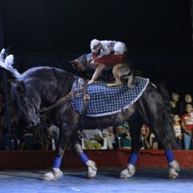 Цирк шапито АКУЛА в Алматы