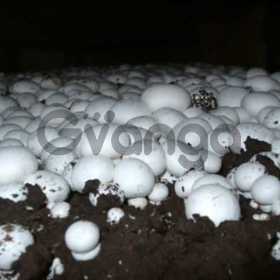 Семена грибов почтой- мицелий шампиньона недорого
