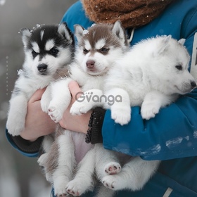 Сибирский хаски щенки/ Siberian husky puppies