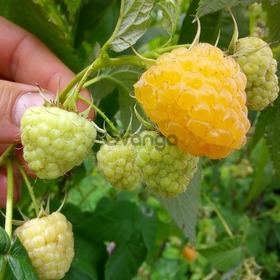 Продам саженцы малины