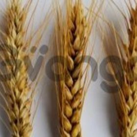 Семена озимой пшеницы Таня, Тимирязевка-150, Стиль-18, Юка