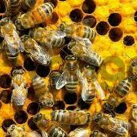 Продам пчелы .Принимаем заказы на отправку пакетов с пчелами, на 2020г