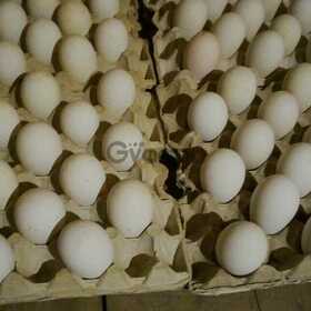 Гусиные яйца Линдовской породы инкубационные оптом
