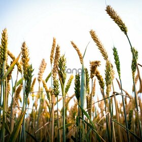 Семена озимой пшеницы Алексеич, Безостая-100, Еланчик, Граф