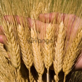 Семена озимой пшеницы среднеспелый сорт Гром
