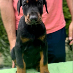 Doberman