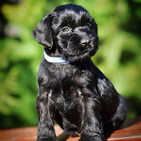 Medium Black Schnauzer