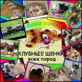 Приглашаем в Сумской клуб собаководства