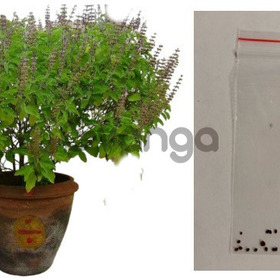 Семена Туласи, в пакетике, для выращивания дома.