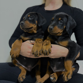 Доберман щенки топ