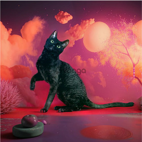 котята рекс из питомника