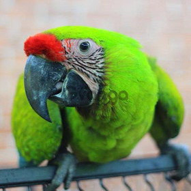 Большой солдатский ара (Ara ambiguus) - птенцы выкормыши из питомника