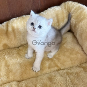 Шотландские котята без хлопот