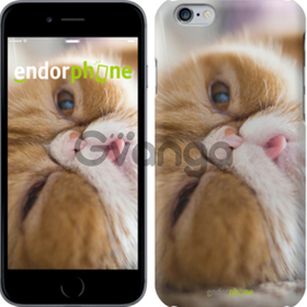 Чехол на iPhone 7 Смешной персидский кот 
