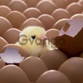 Продам яйцо инкубационное, а также суточный молодняк.