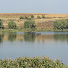 Продам пруд в Полтавской области