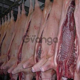 Продажа свежего мяса свинины