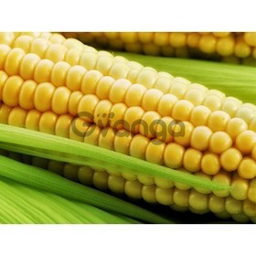 Семена кукурузы Краснодарский 194 МВ, Краснодарский 385 МВ и др.