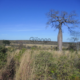 Fazenda Montes Claros - 1570 hectares de terra