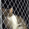 Redes de Proteção para crianças e pets em Pinheiros