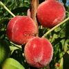 Саженцы персика