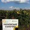 посівний матеріал соняшника Українське сонечко