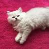 продам котенка британской серебристой шиншиллы