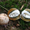 Мицелий веселки обыкновенной - зерновая грибница веселки для выращивания грибов в помещениях и на приусадебных участках