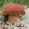 Грибница боровика - мицелий белого гриба почтой