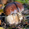 Грибница боровика - мицелий белого гриба почтой
