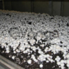 Семена грибов почтой- мицелий шампиньона недорого
