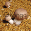Мицелий шампиньона бразильского - качественная зерновая грибница агарика бразильского с гарантией всхожести!