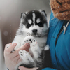Сибирский хаски щенки/ Siberian husky puppies