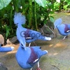 Туканы,венценосные голуби из питомника