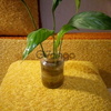 Спатифиллум, комнатное и офисное растение