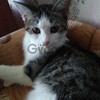 Сонечка милый и добрый котенок 2