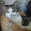 Сонечка милый и добрый котенок 3