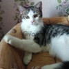 Сонечка милый и добрый котенок 4