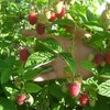 Продам саженцы малины 2