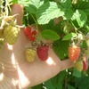 Продам саженцы малины 3