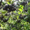 саженцы черноплодной рябины (аронии)