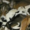 Продаются щенки западносибирской лайки от рабочих собак